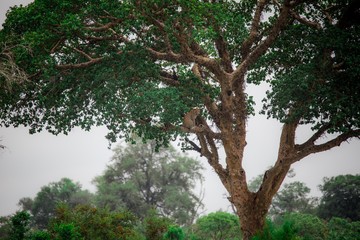 Leopard in the tree