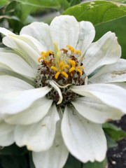 White Zinnia Bloom, up close 