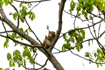 The  small American red squirrel (Tamiasciurus hudsonicus) eats walnut  flowers