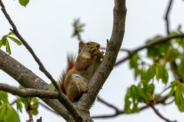Naklejka na ściany i meble The small American red squirrel (Tamiasciurus hudsonicus) eats walnut flowers