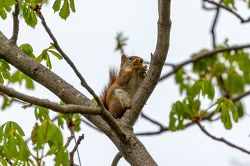 The  small American red squirrel (Tamiasciurus hudsonicus) eats walnut  flowers