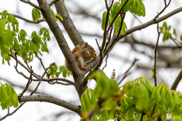 The  small American red squirrel (Tamiasciurus hudsonicus) eats walnut  flowers