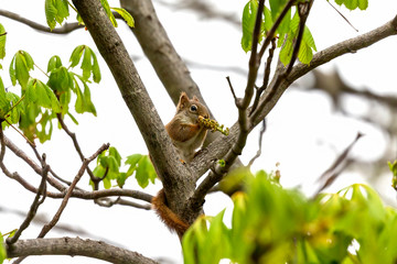 The  small American red squirrel (Tamiasciurus hudsonicus) eats walnut  flowers
