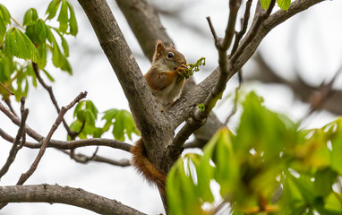 The  small American red squirrel (Tamiasciurus hudsonicus) eats walnut  flowers
