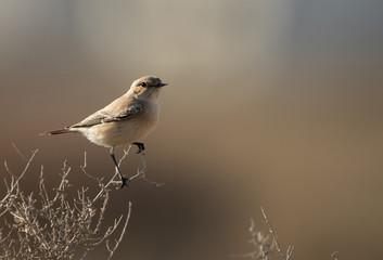 Isabelline Wheatear on a bush