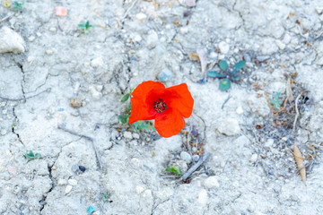 One bright red poppy flower on dry arid soil. Concept of surviving in hard conditions, climate changing