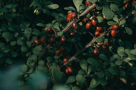 red barbaris bush leaves and berries on a branch