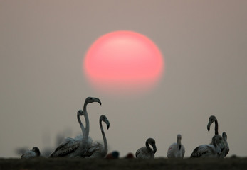 Beautiful sunrise and the Greater Flamingos