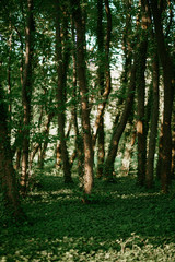 a sunny day in the forest with tall green trees