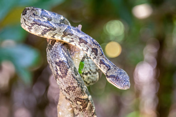 Madagaskar-Hundskopfboa in ihrer natürlichen Umgebung im Regenwald von Madagaskar