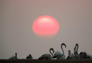 Beautiful sun and the Greater Flamingos