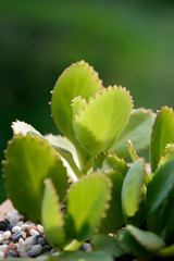 Kalanchoe Pinnata plant