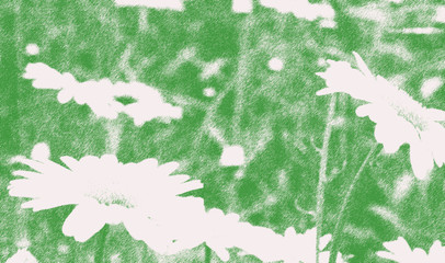 Daisies growing in spring meadow with graphic pen effect applied, green and white, background, wallpaper graphic