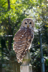 Barred Owl sitting on a perch on a sunny day in a suburban neighborhood. 