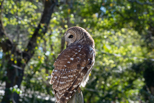 Barred Owl sitting on a perch on a sunny day in a suburban neighborhood. 