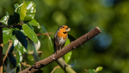 rouge gorge 