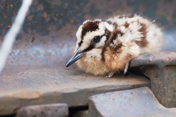 American Woodcock chick next to a train track