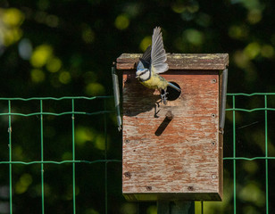 mésange bleue nichoir nid 