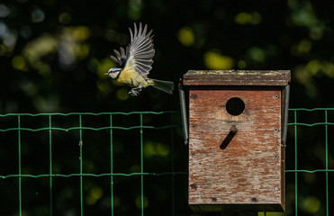mésange bleue nichoir nid 
