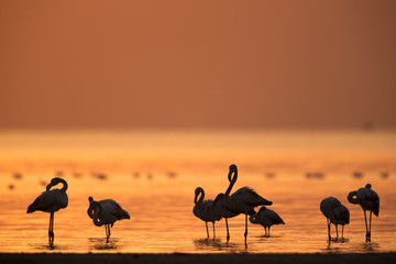 Silhouette of Greater Flamingos in the morning.
