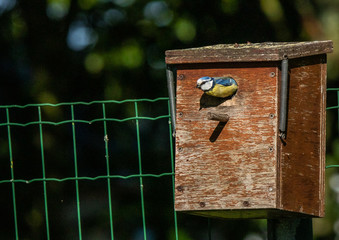 mésange bleue nichoir nid 