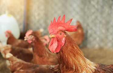 Chicken in orgnaic farm of local agriculture farmland 