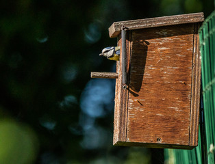 mésange bleue nichoir nid 