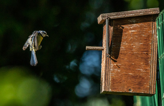 m&eacute;sange bleue nichoir nid 