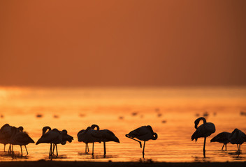Fototapeta na wymiar Greater Flamingo and the golden morning light