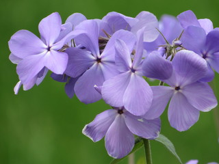 Obraz premium lilac flowers in the garden