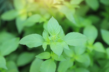 sweet basil leaf in herbal garden 