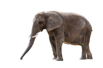 Fototapeta na wymiar African bush elephant / African savanna elephant (Loxodonta africana) against white background