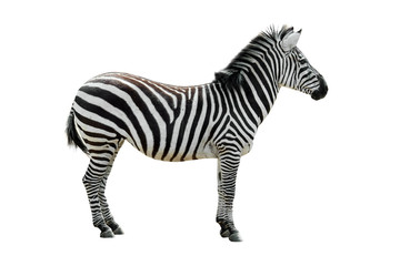 Fototapeta na wymiar Plains zebra / common zebra (Equus quagga / Equus burchellii) against white background