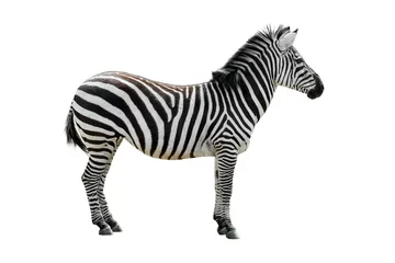 Fotobehang Plains zebra / gewone zebra (Equus quagga / Equus burchellii) tegen witte achtergrond © Philippe