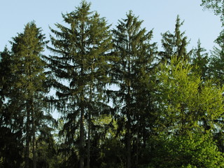 Obraz premium trees in the forest