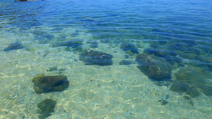 coral reef and diver