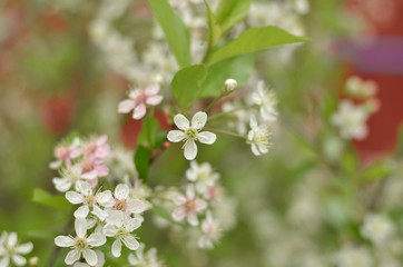 a cherry blossom with five petals and stamens visible. close up macro view