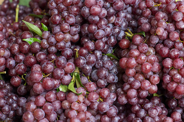 grape bunch with water drip