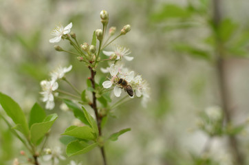 the bee collects nectar on the cherry blossom among the stamens. close-up macro view.