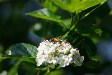 Honigbiene auf weißer Blüte eines Baumes in der Sonne