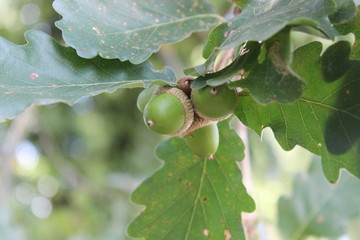 Acorns on tree