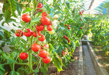 Ripe tomato plant growing in greenhouse. Fresh bunch of red natural tomatoes on a branch in organic vegetable garden. Blurry background and copy space for your advertising text message