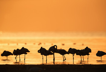 Fototapeta na wymiar Greater Flamingo during morning