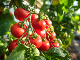 Ripe tomato plant growing in greenhouse. Fresh bunch of red natural tomatoes on a branch in organic vegetable garden. Blurry background and copy space for your advertising text message
