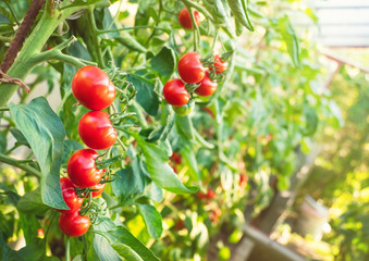 Ripe tomato plant growing in greenhouse. Fresh bunch of red natural tomatoes on a branch in organic vegetable garden. Blurry background and copy space for your advertising text message