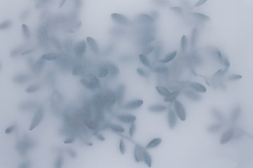 Pistachio twigs with leaves pattern on a white background under tracing paper. Flora greenery concept. Abstract dreamy smoky blurred backdrop for your design
