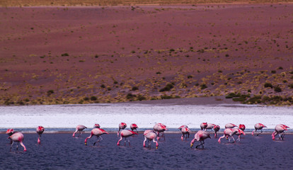 pink flamingos in the lake