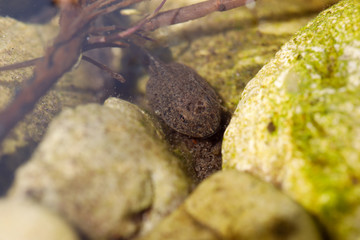 Makro einer einzelnen Kaulquappe im Wasser zwischen zwei Steinen mit Reflexion an der...