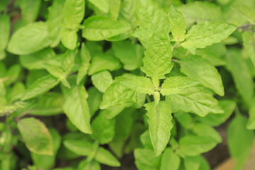 young tree top of holy basil tree in herbal garden 