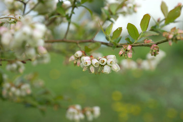 Blueberry bush blooms in spring.